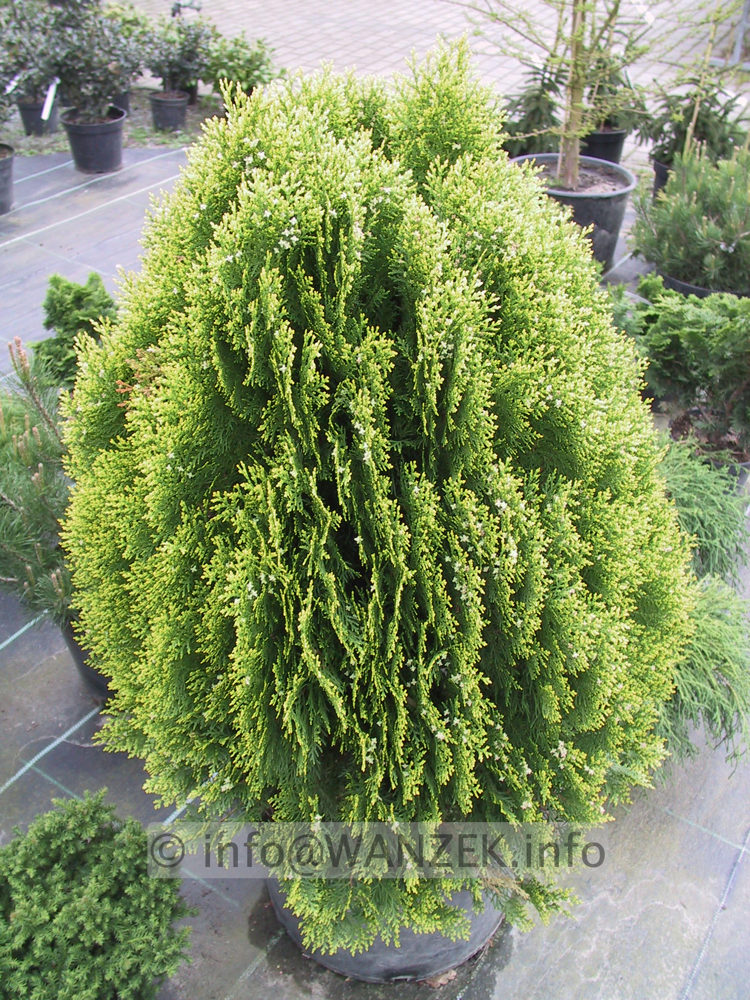 Platycladus orientalis Aurea Nana 03.JPG